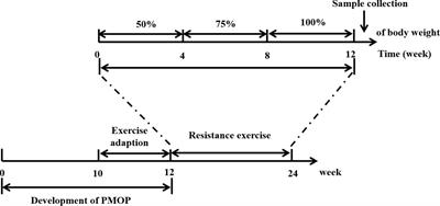 Anti-osteoporosis mechanism of resistance exercise in ovariectomized rats based on transcriptome analysis: a pilot study